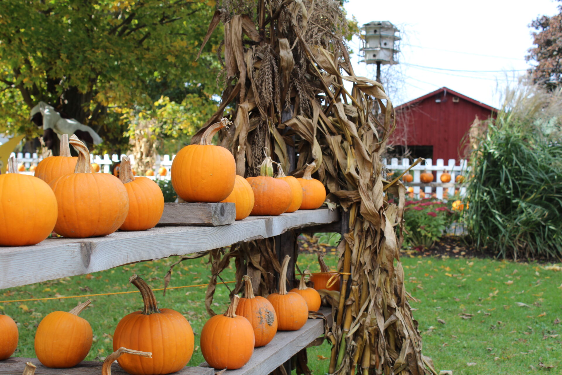 orange pumpkins on shelf